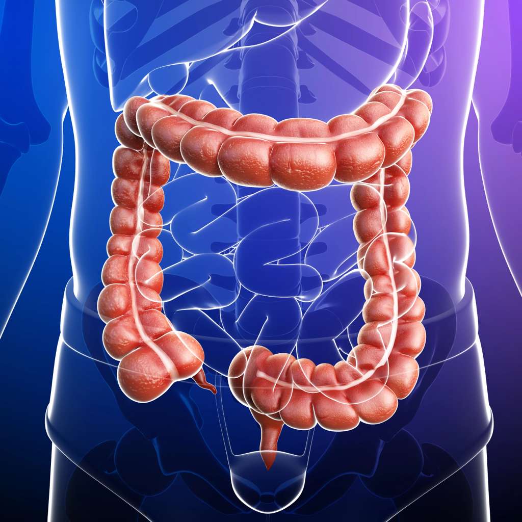 Standard Colon